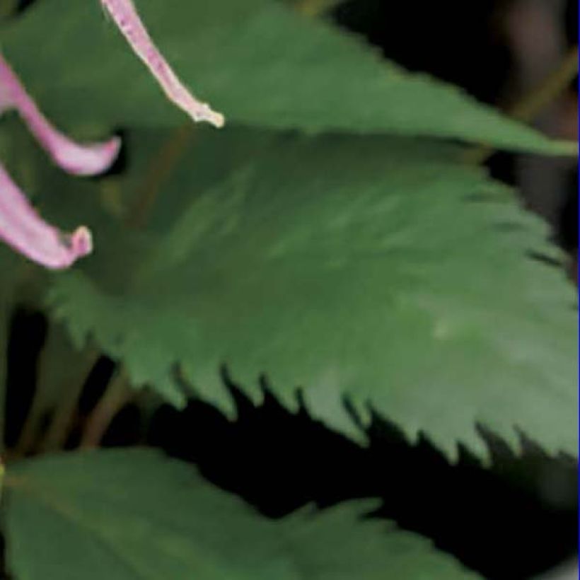 Campanula Pink Octopus (Fogliame)