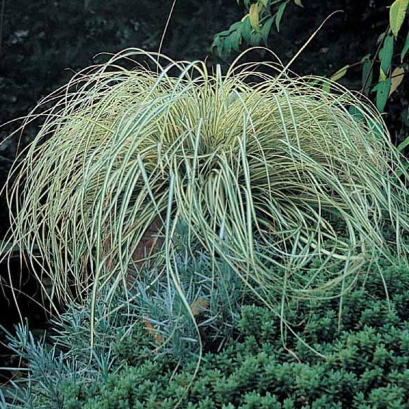 Carex oshimensis Evergold - Carice giapponese (Porto)