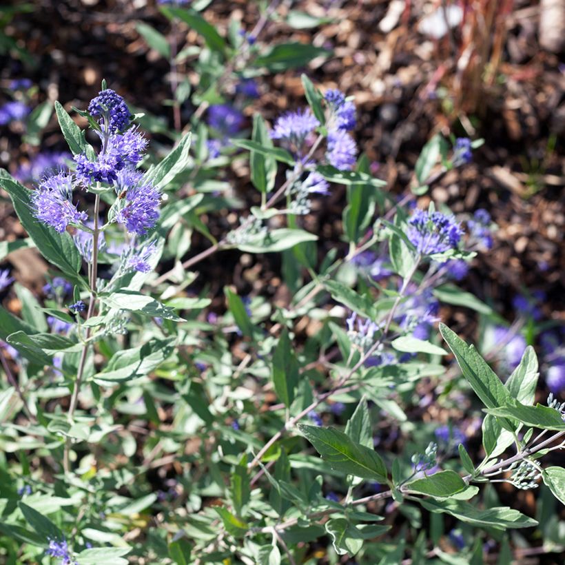 Caryopteris clandonensis Dark Knight (Fioritura)