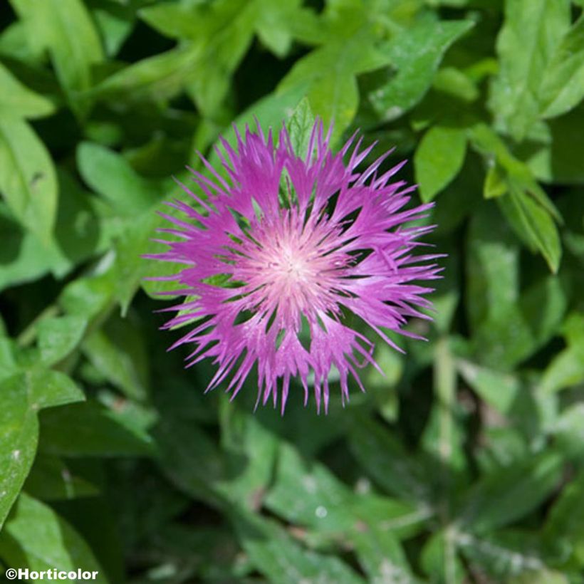 Centaurea pulcherrima - Fiordaliso (Fioritura)