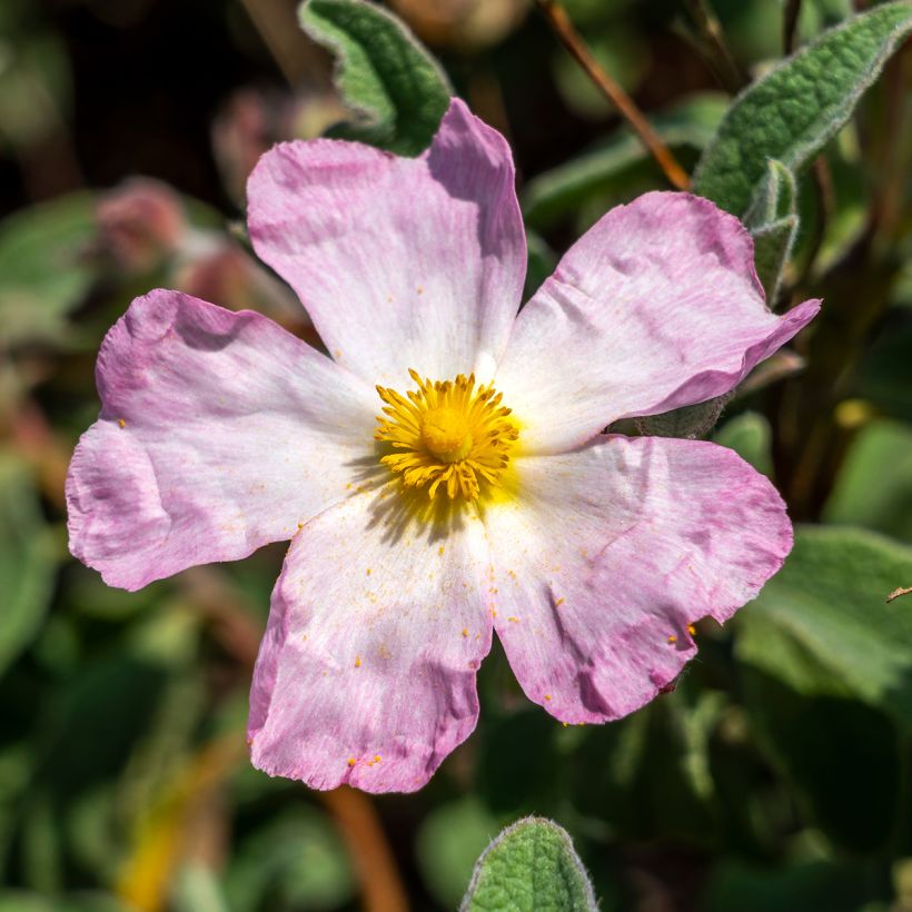 Cistus lenis Grayswood Pink - Cisto (Fioritura)