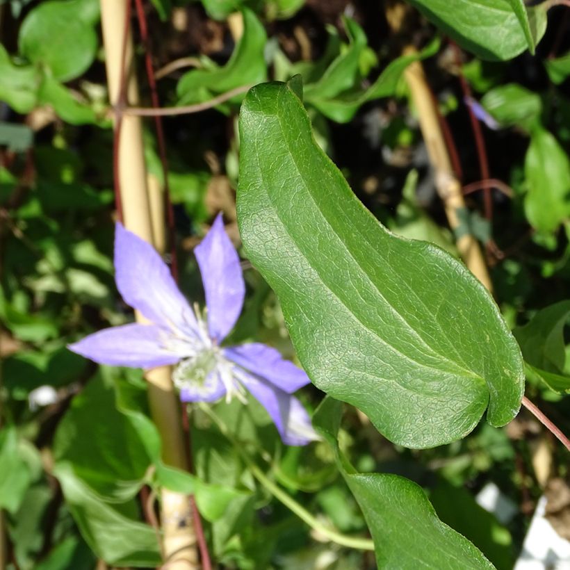 Clematis Lasurstern - Clematide (Fogliame)