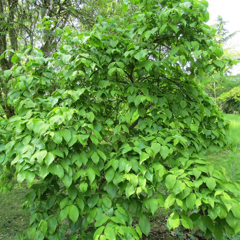 Cornus kousa Weaver's Weeping - Corniolo giapponese (Porto)