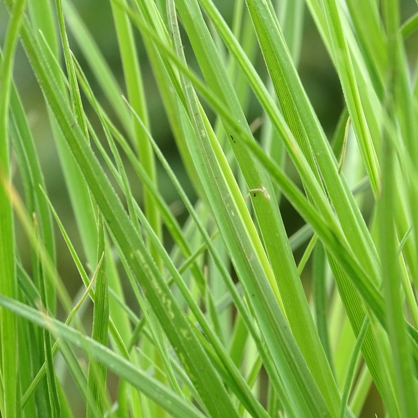 Cortaderia selloana Tiny Pampa - Erba delle Pampas (Fogliame)