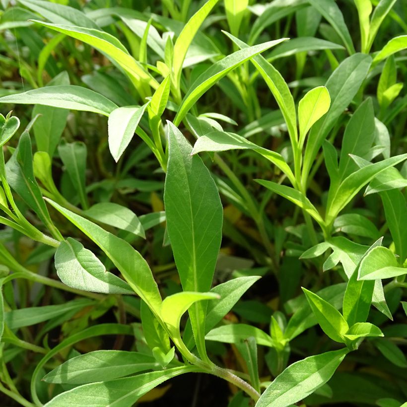 Cosmos atrosanguineus Chocamocha - Fior di cioccolato (Fogliame)