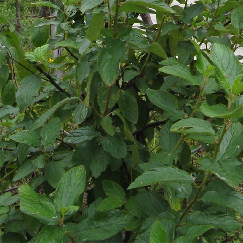 Ceanothus pallidus Marie Blue (Fogliame)