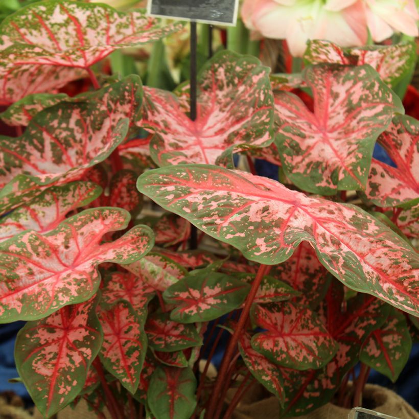 Caladium Carolyn Whorton - Caladio (Porto)