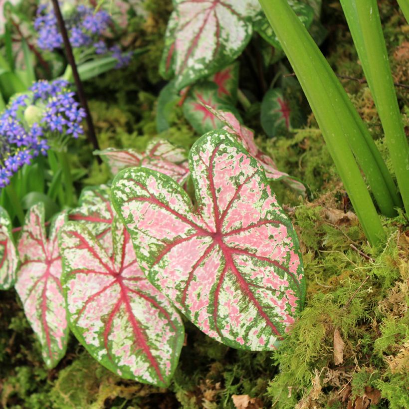 Caladium Tapestry - Caladio (Porto)