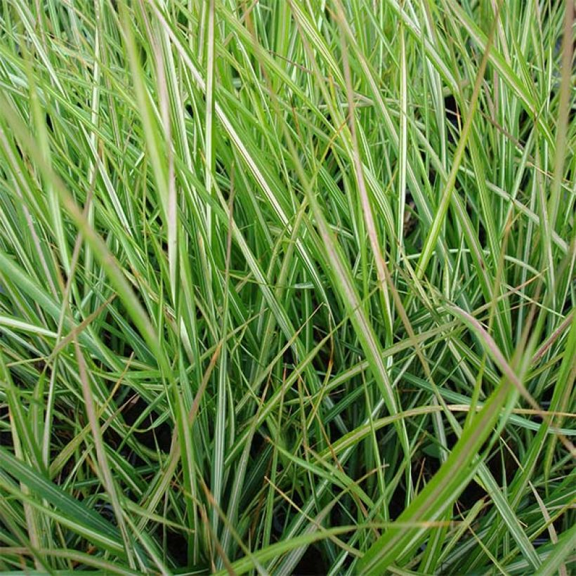 Calamagrostis acutiflora Avalanche (Fogliame)