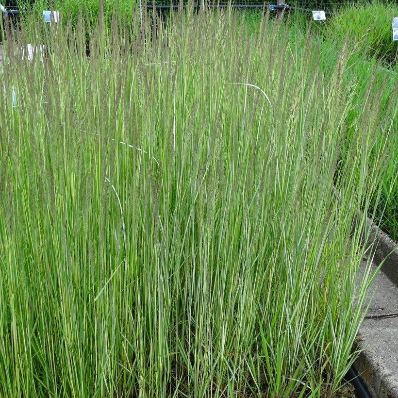 Calamagrostis acutiflora Avalanche (Porto)