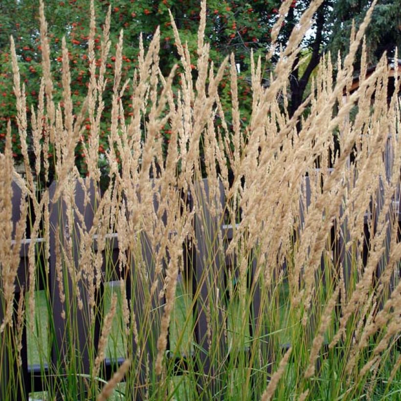 Calamagrostis acutiflora Karl Foerster (Porto)