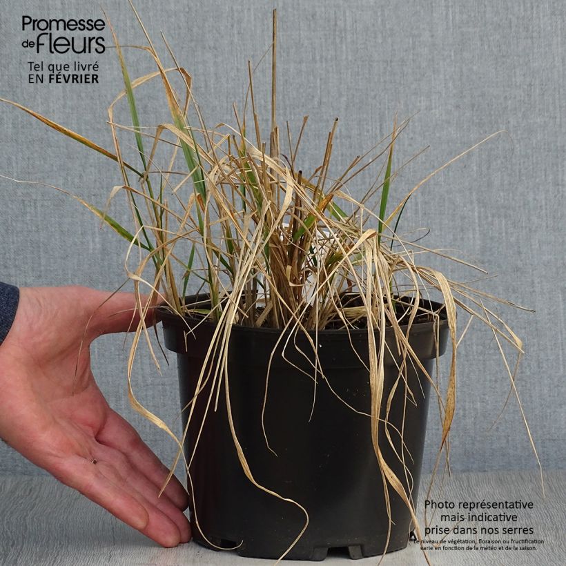 Calamagrostis acutiflora Karl Foerster en pot de 2L/3L esemplare consegnato in inverno