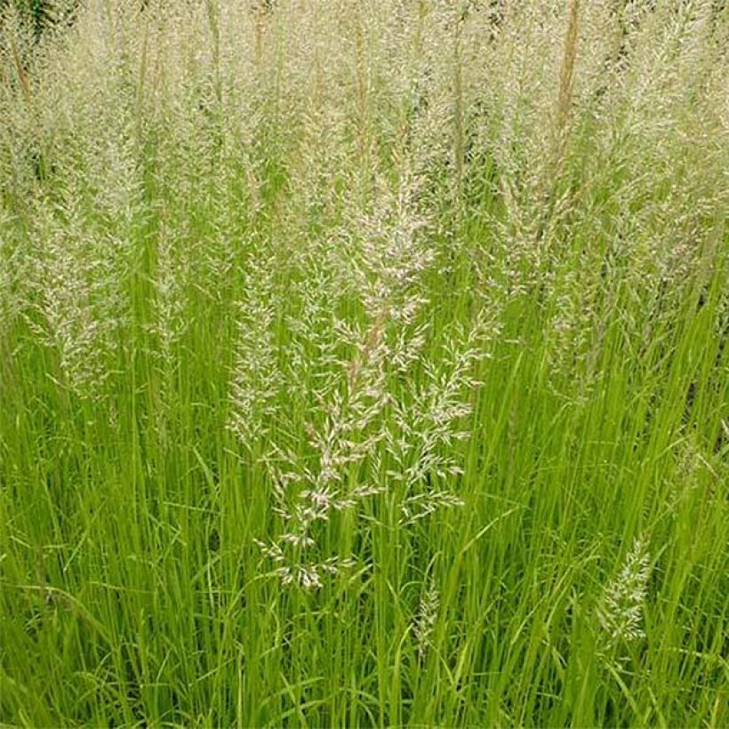 Calamagrostis acutiflora Waldenbuch (Fogliame)