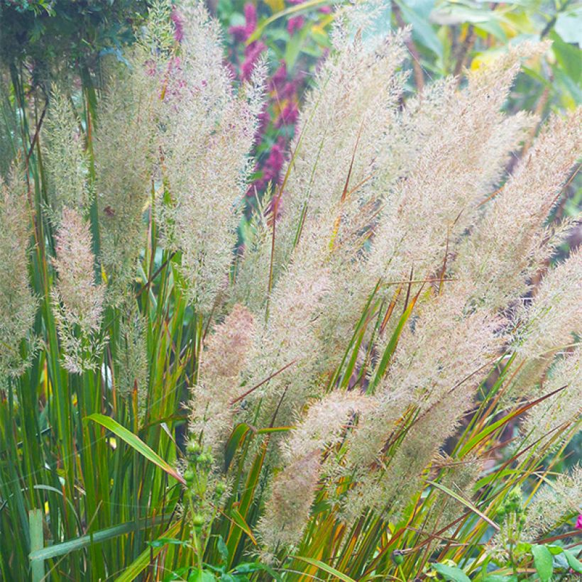 Calamagrostis brachytricha (Fioritura)