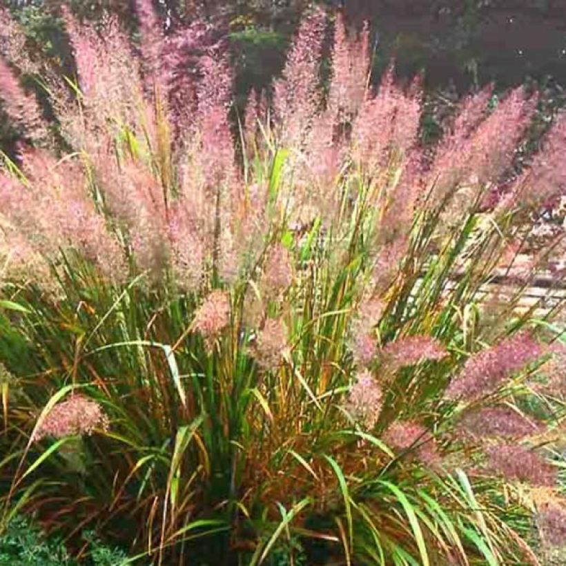 Calamagrostis brachytricha (Porto)