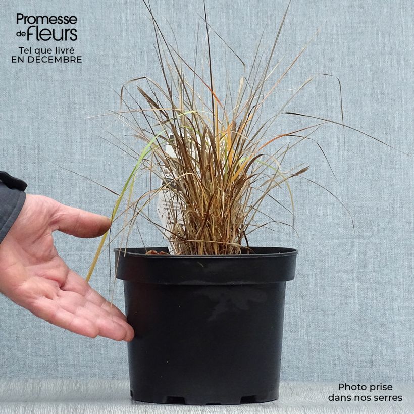 Calamagrostis brachytricha - Herbe aux diamants en pot de 3L/4L litres esemplare consegnato in inverno