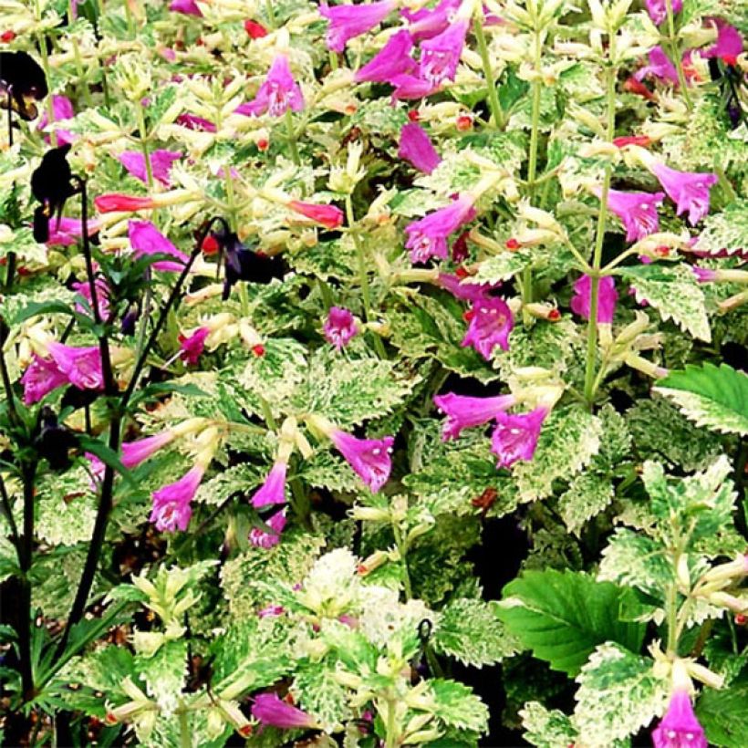 Calamintha grandiflora Variegata - Mentuccia montana (Fioritura)