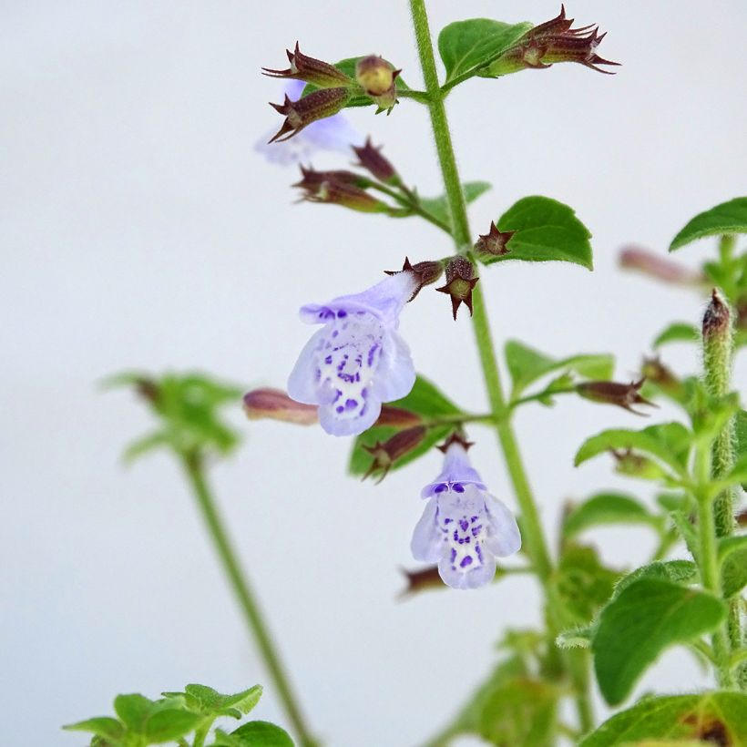 Calamintha nepeta - Mentuccia commune (Fioritura)