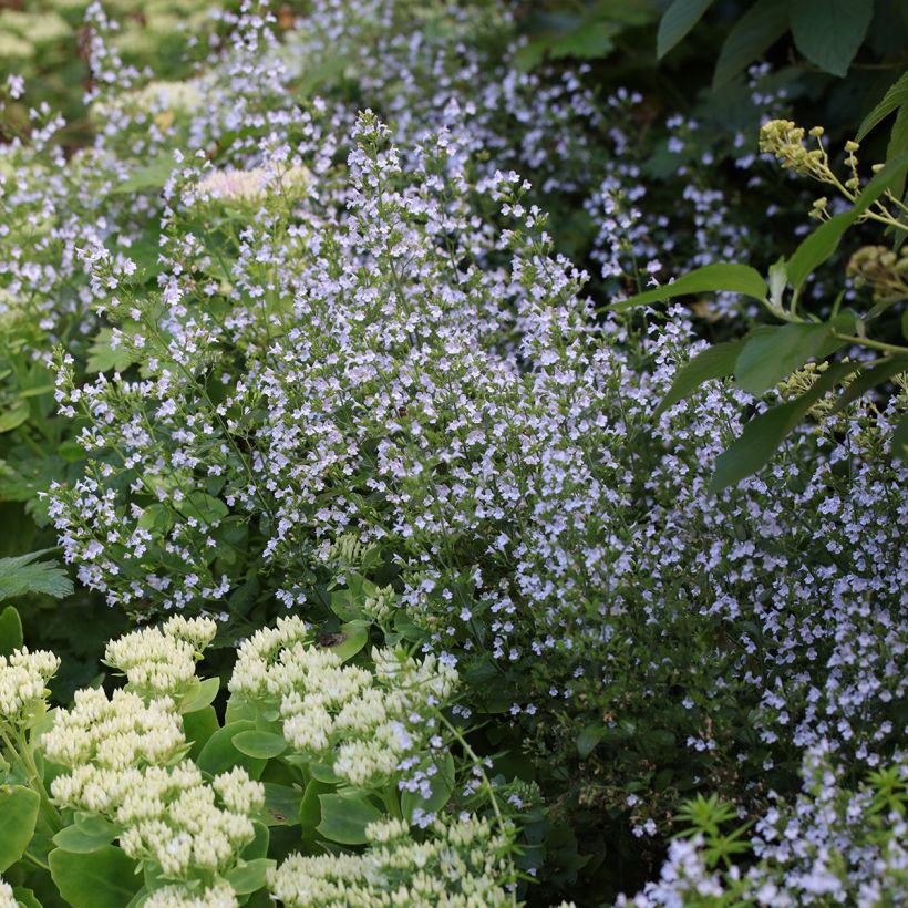 Calamintha nepeta - Mentuccia commune (Porto)