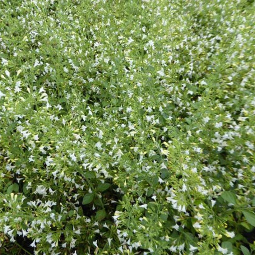 Calamintha nepeta Weisser Riese - Mentuccia comune (Fioritura)