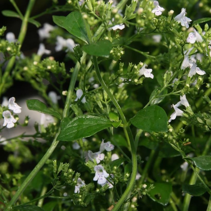 Calamintha nepeta White Cloud - Mentuccia comune (Fogliame)