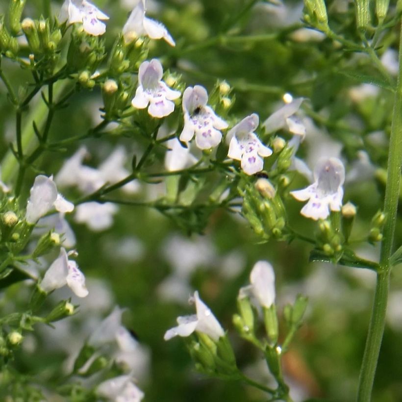 Calamintha nepeta White Cloud - Mentuccia comune (Fioritura)