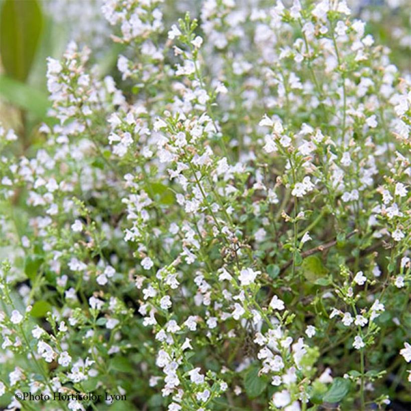 Calamintha sylvatica Menta - Mentuccia maggiore (Fioritura)