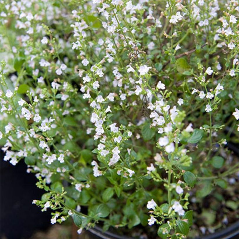 Calamintha sylvatica Menta - Mentuccia maggiore (Porto)