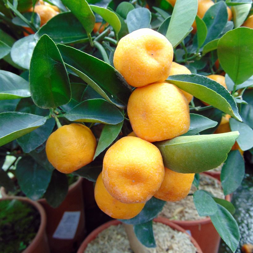 Citrus madurensis - Calamondino (Raccolta)