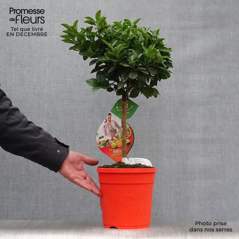 Calamondin - Citrus madurensis (mitis) en pot de 7L esemplare consegnato in inverno