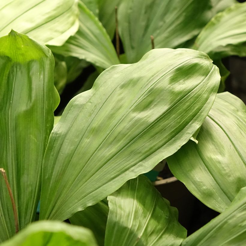 Calanthe Olive Green (Fogliame)