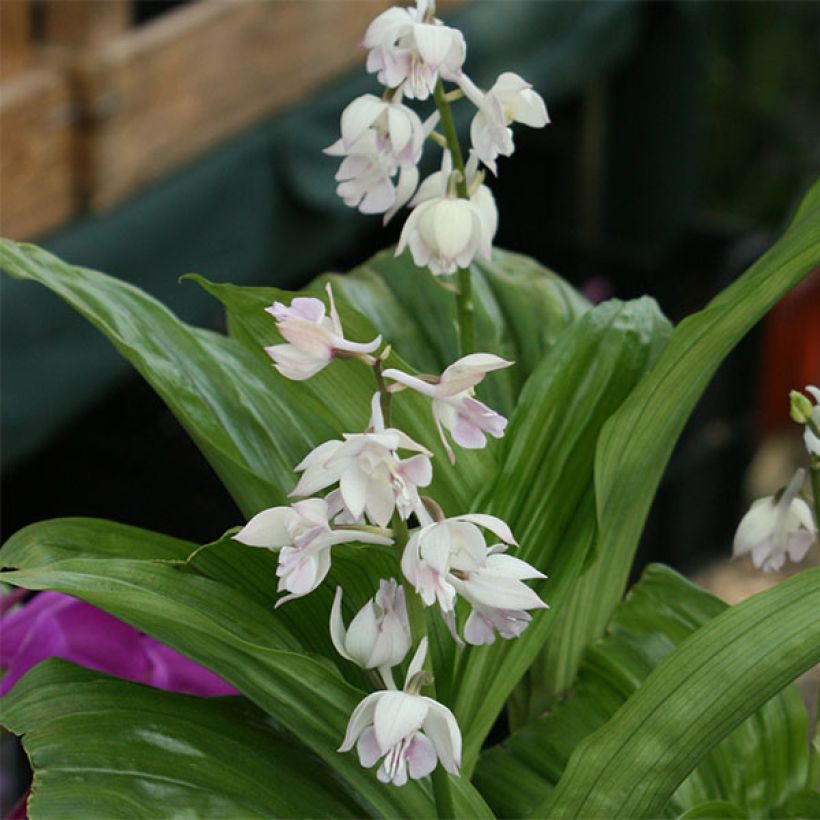 Calanthe aristulifera (Fioritura)