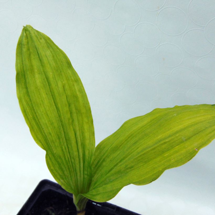 Calanthe sieboldii (Fogliame)