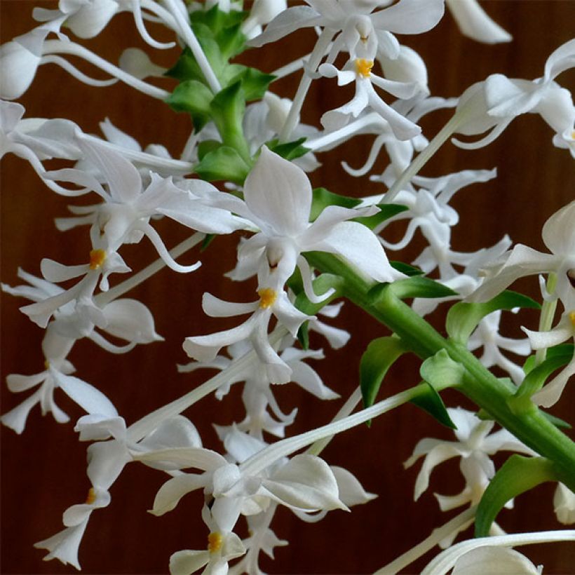 Calanthe triplicata (Fioritura)