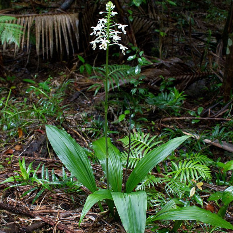 Calanthe triplicata (Porto)