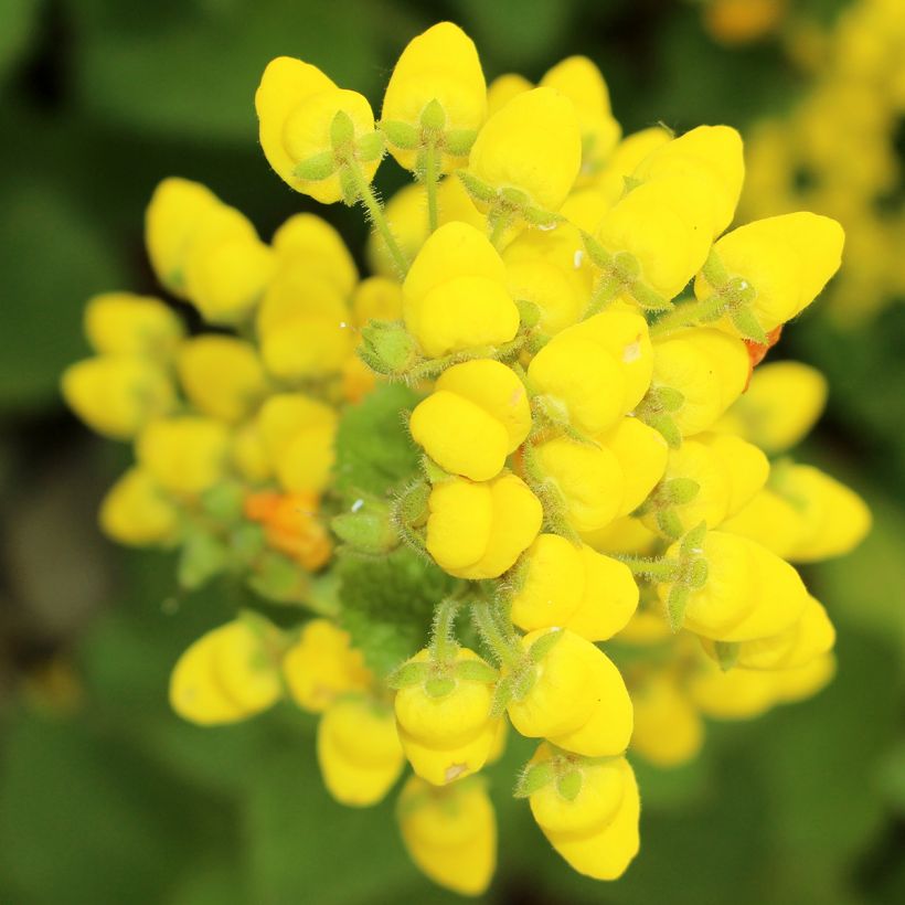 Calceolaria fiebrigiana (Fioritura)