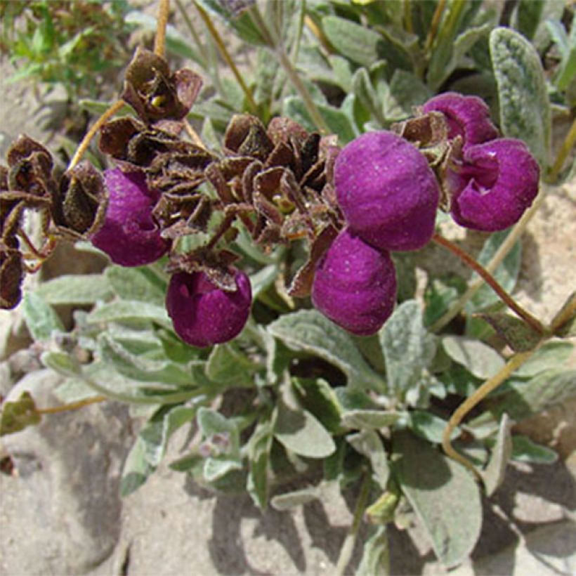 Calceolaria arachnoidea (Fioritura)