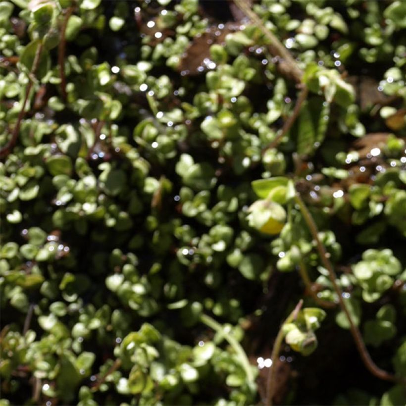 Calceolaria tenella (Fogliame)