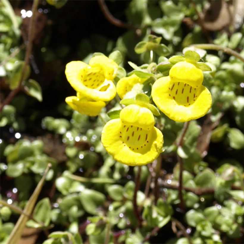 Calceolaria tenella (Fioritura)