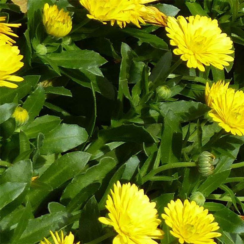 Calendula Powerdaisy Sunny - Fiorrancio (Fogliame)