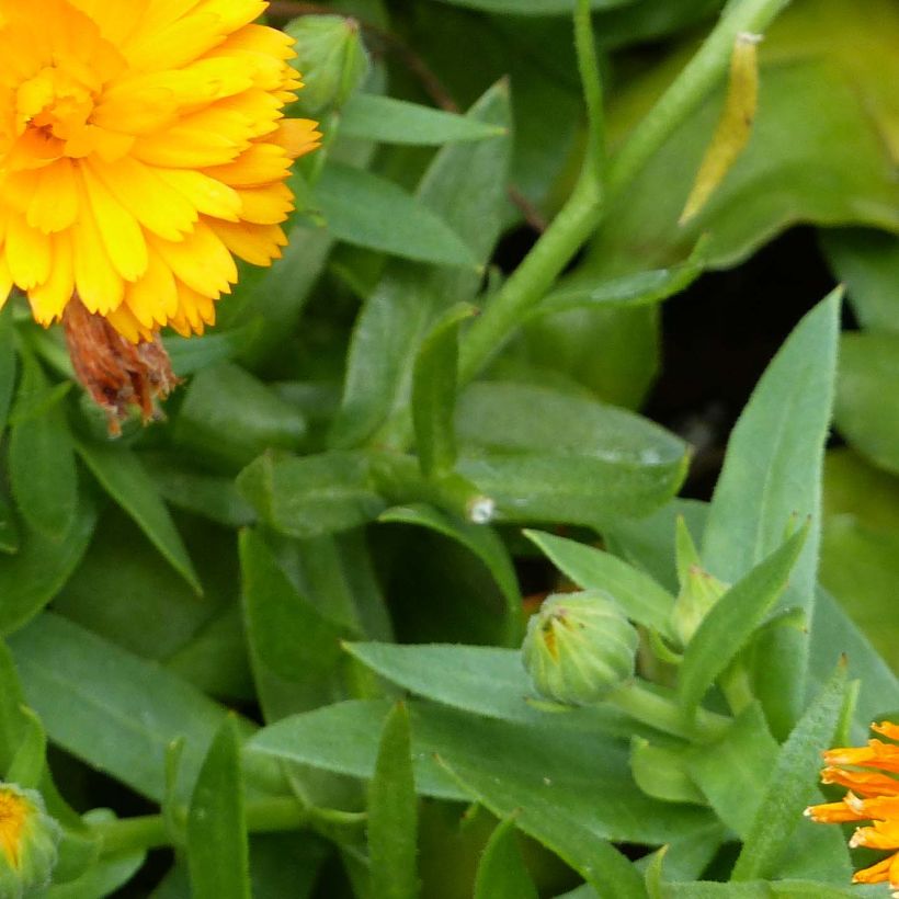 Calendula Powerdaisy Tango - Fiorrancio (Fogliame)