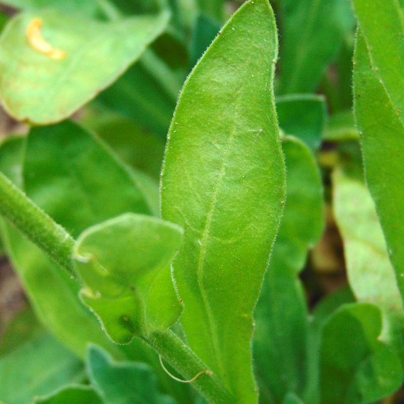 Calendula officinalis (Fogliame)