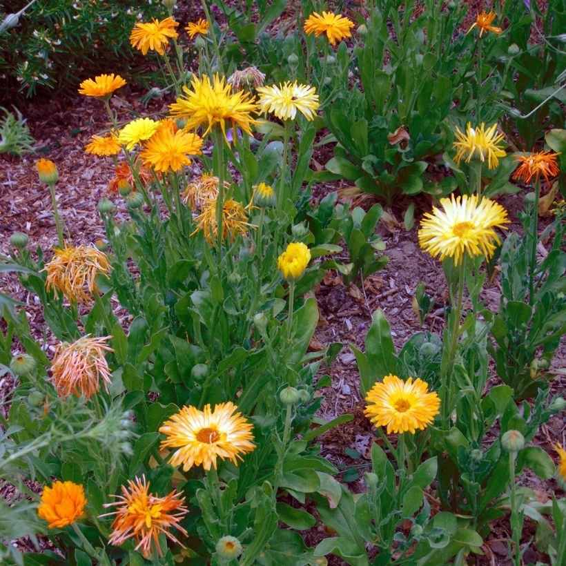 Calendula officinalis (Porto)