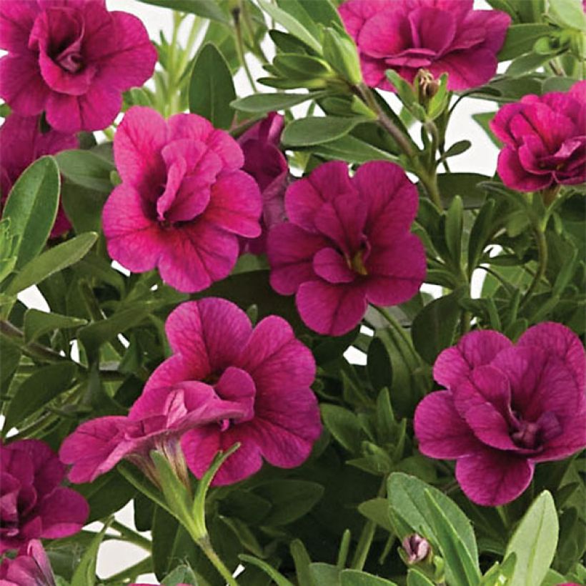 Calibrachoa Can-Can Rosies Pink - Petunia nana (Fioritura)