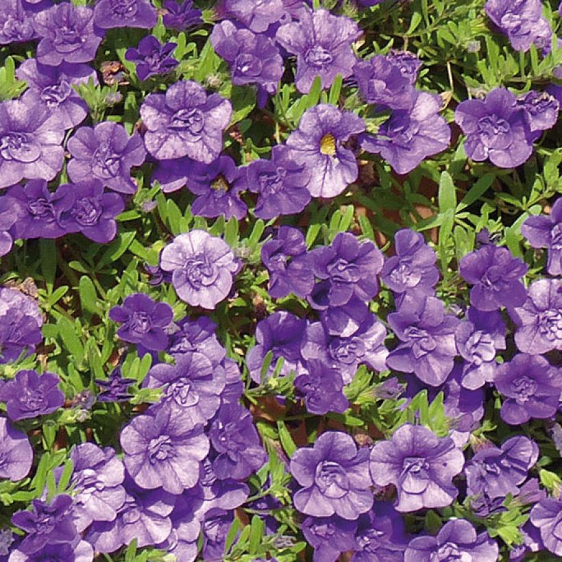 Calibrachoa Can-Can Rosies Blue - Petunia nana (Fioritura)