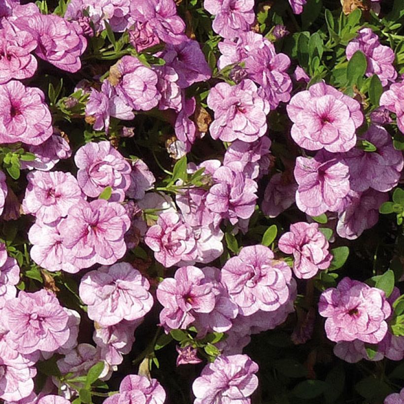 Calibrachoa Can-Can Rosies Pink Vein - Petunia nana (Fioritura)