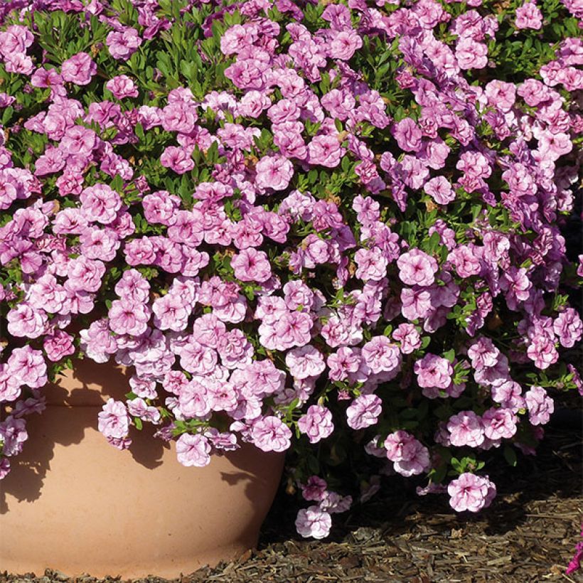 Calibrachoa Can-Can Rosies Pink Vein - Petunia nana (Porto)