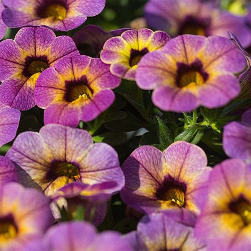 Calibrachoa Chamaeleon Blueberry Scone - Petunia nana (Fioritura)