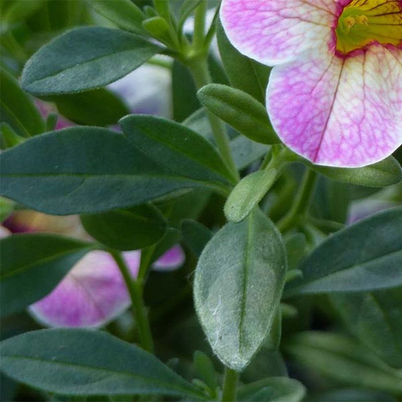 Calibrachoa Chamaeleon Pink Passion - Petunia nana (Fogliame)