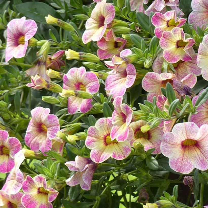 Calibrachoa Chamaeleon Pink Passion - Petunia nana (Fioritura)